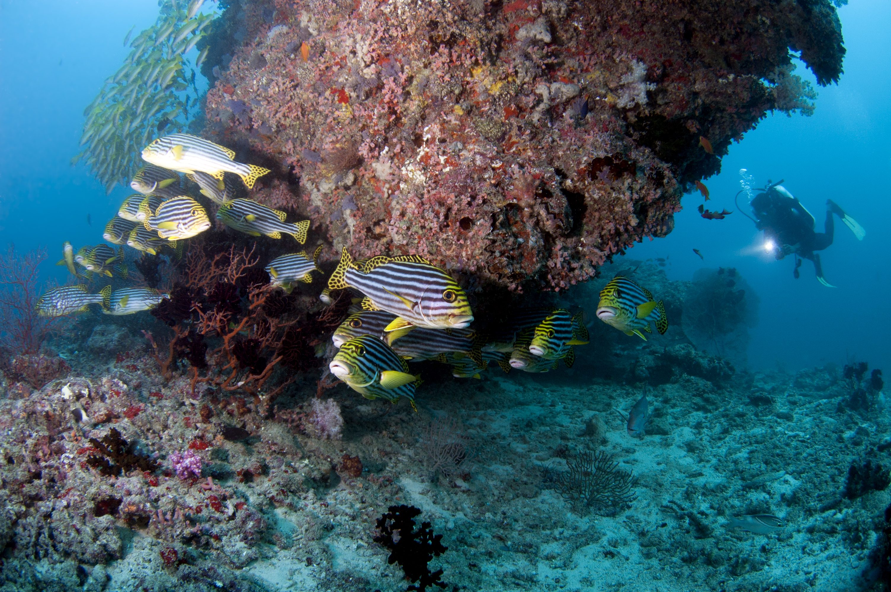 PADI Open Water Referal