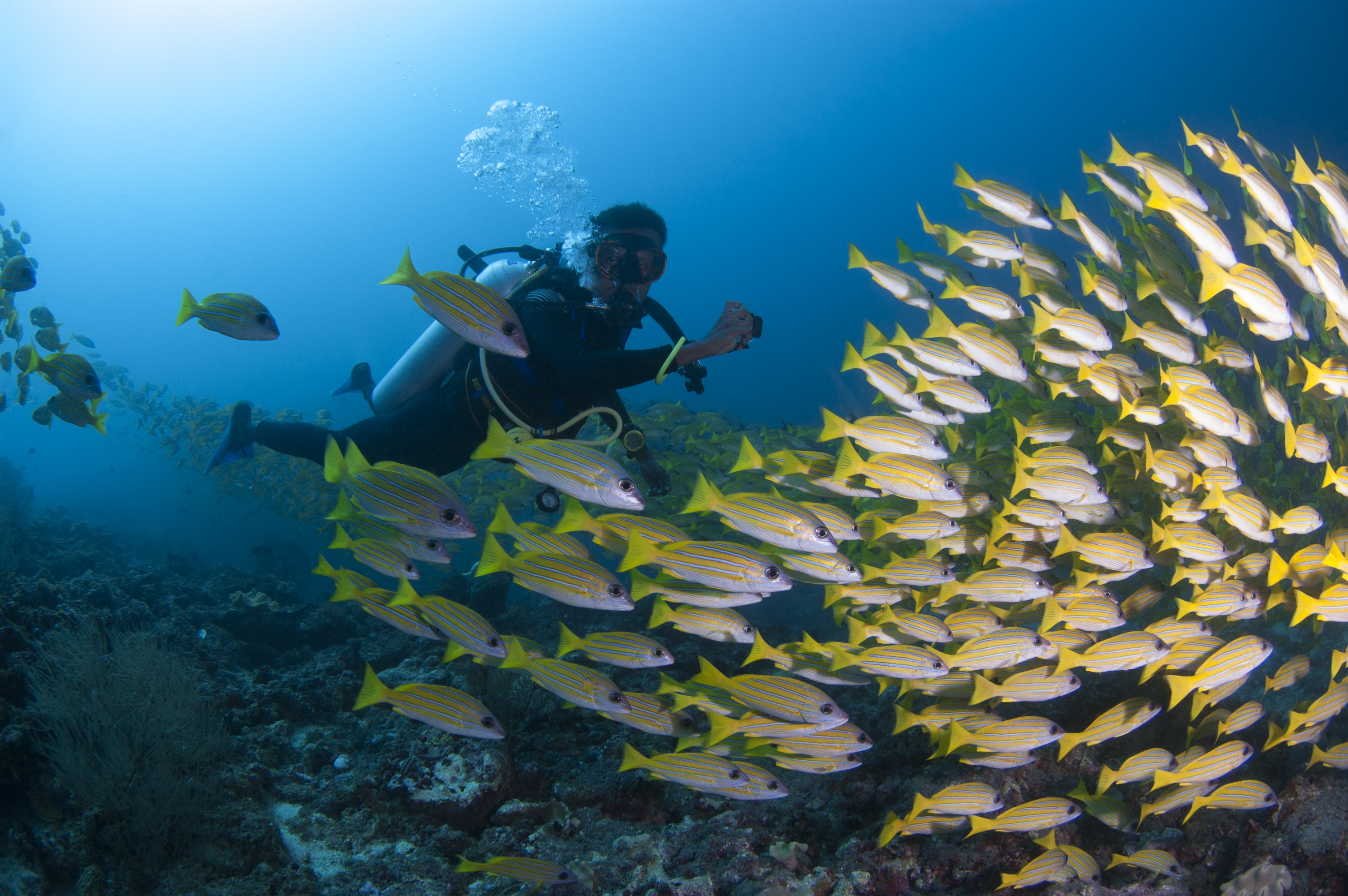 PADI Open Water Diver