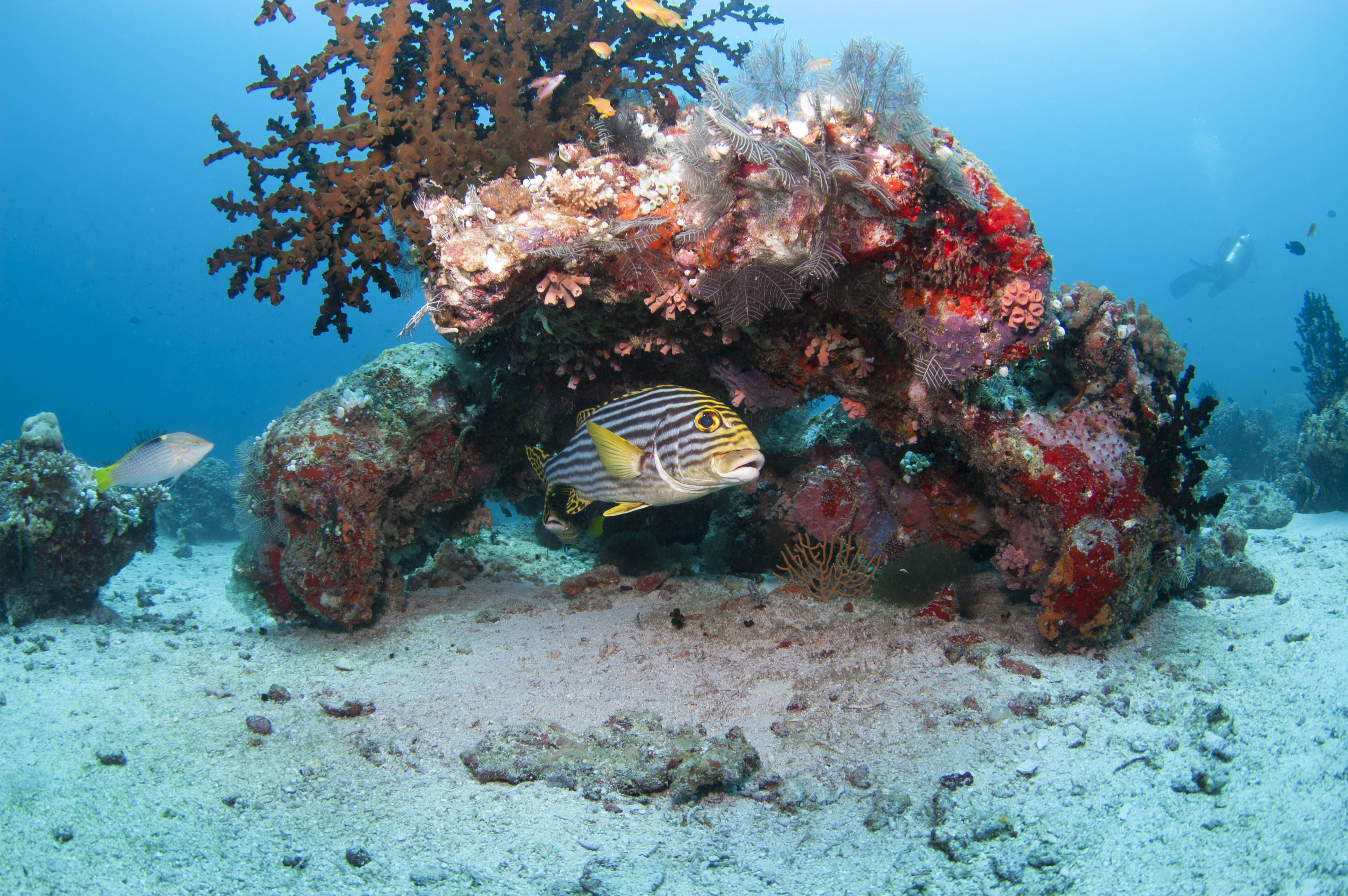 PADI Open Water Diver