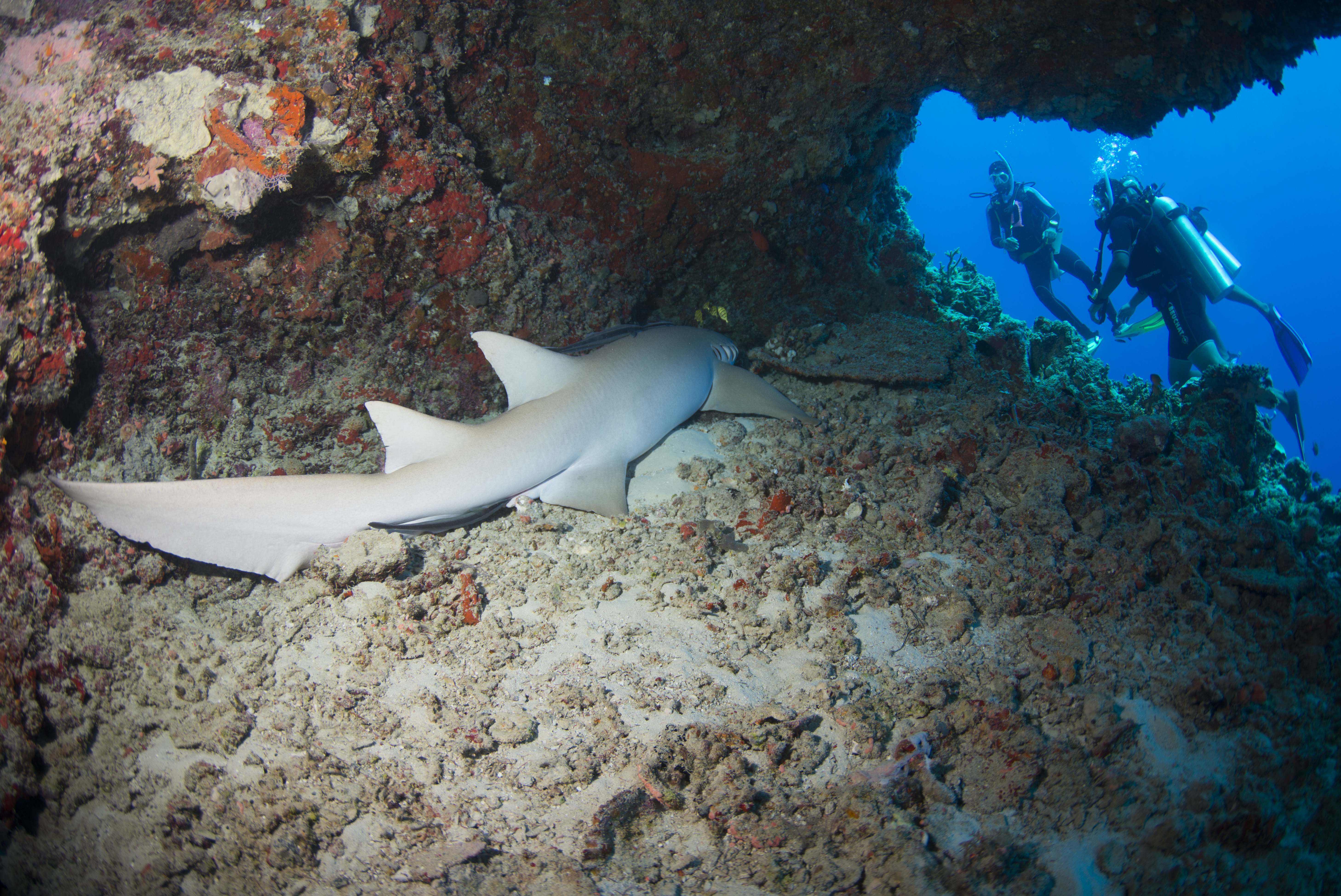 PADI Open Water Referal