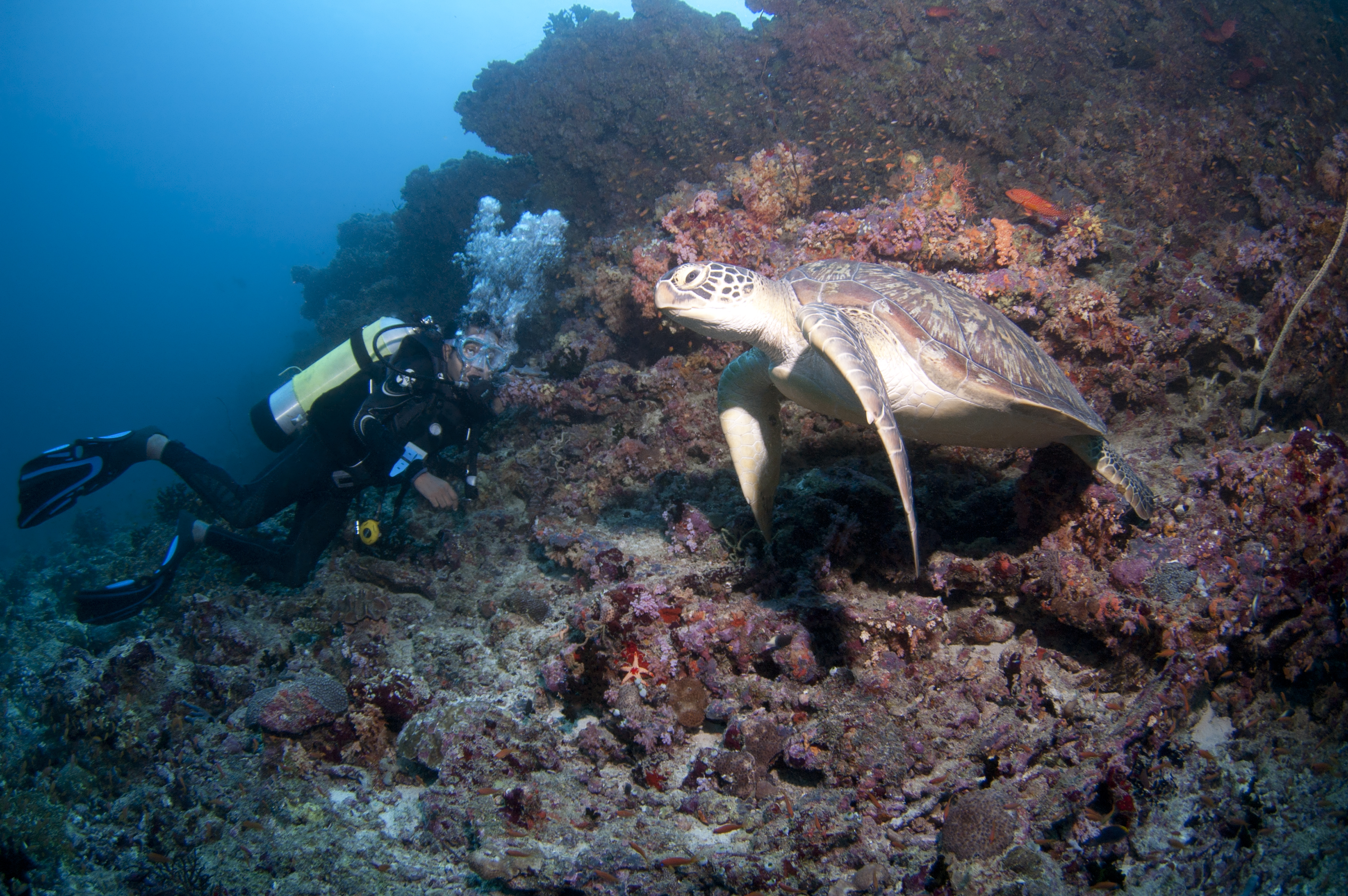 PADI Open Water Referal