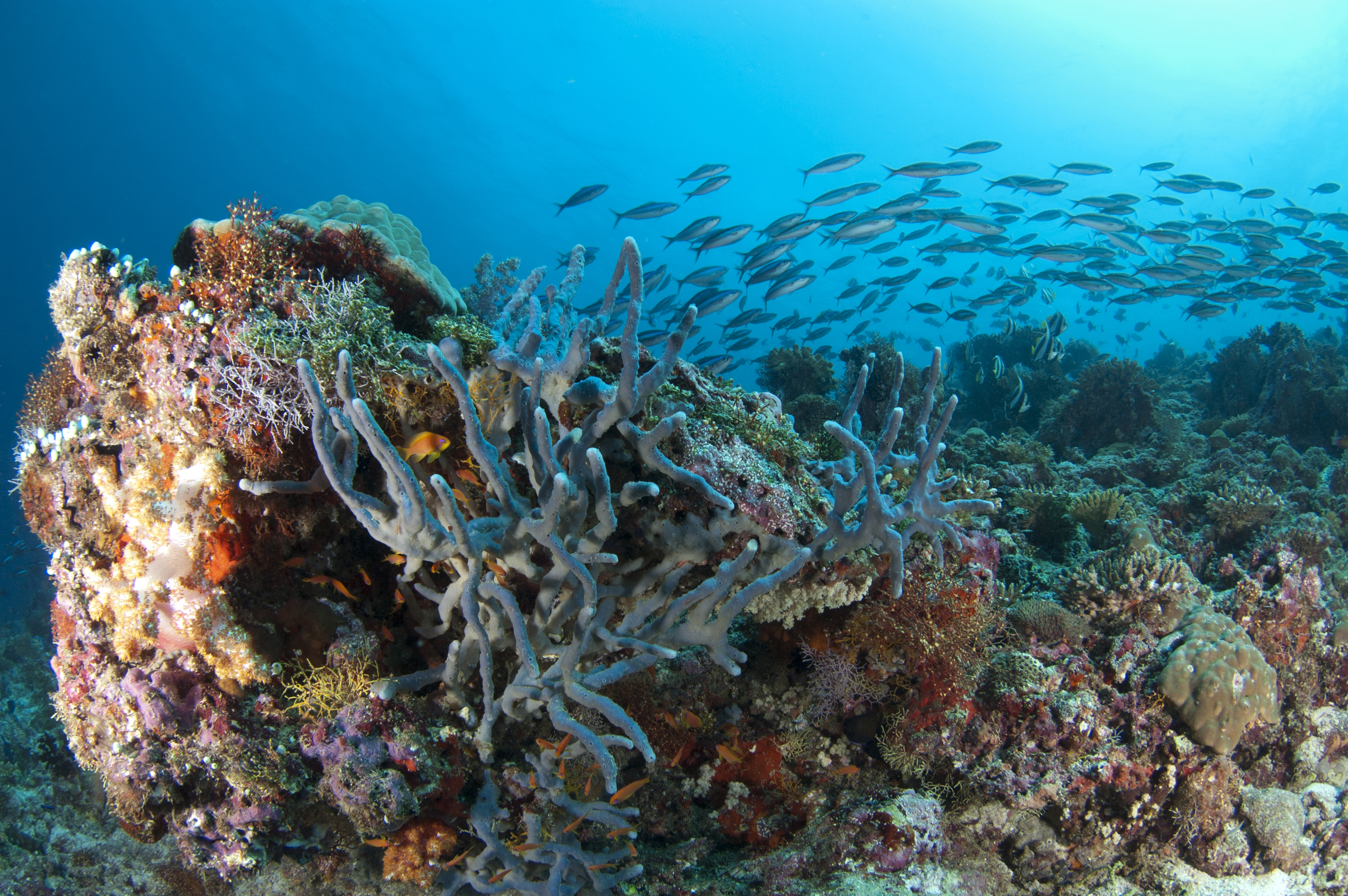 PADI Open Water Diver