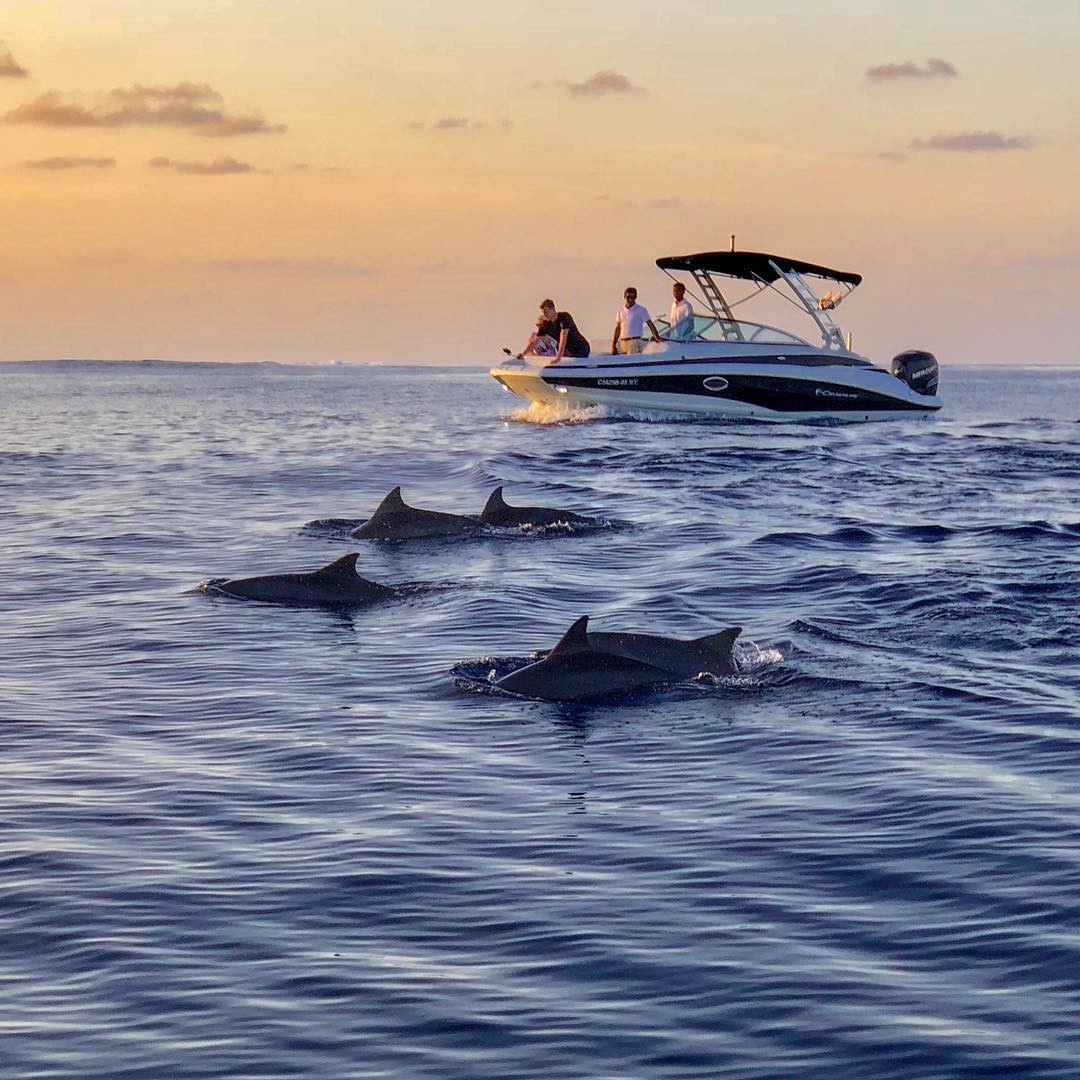 Private Snorkeling & Dolphin Trip