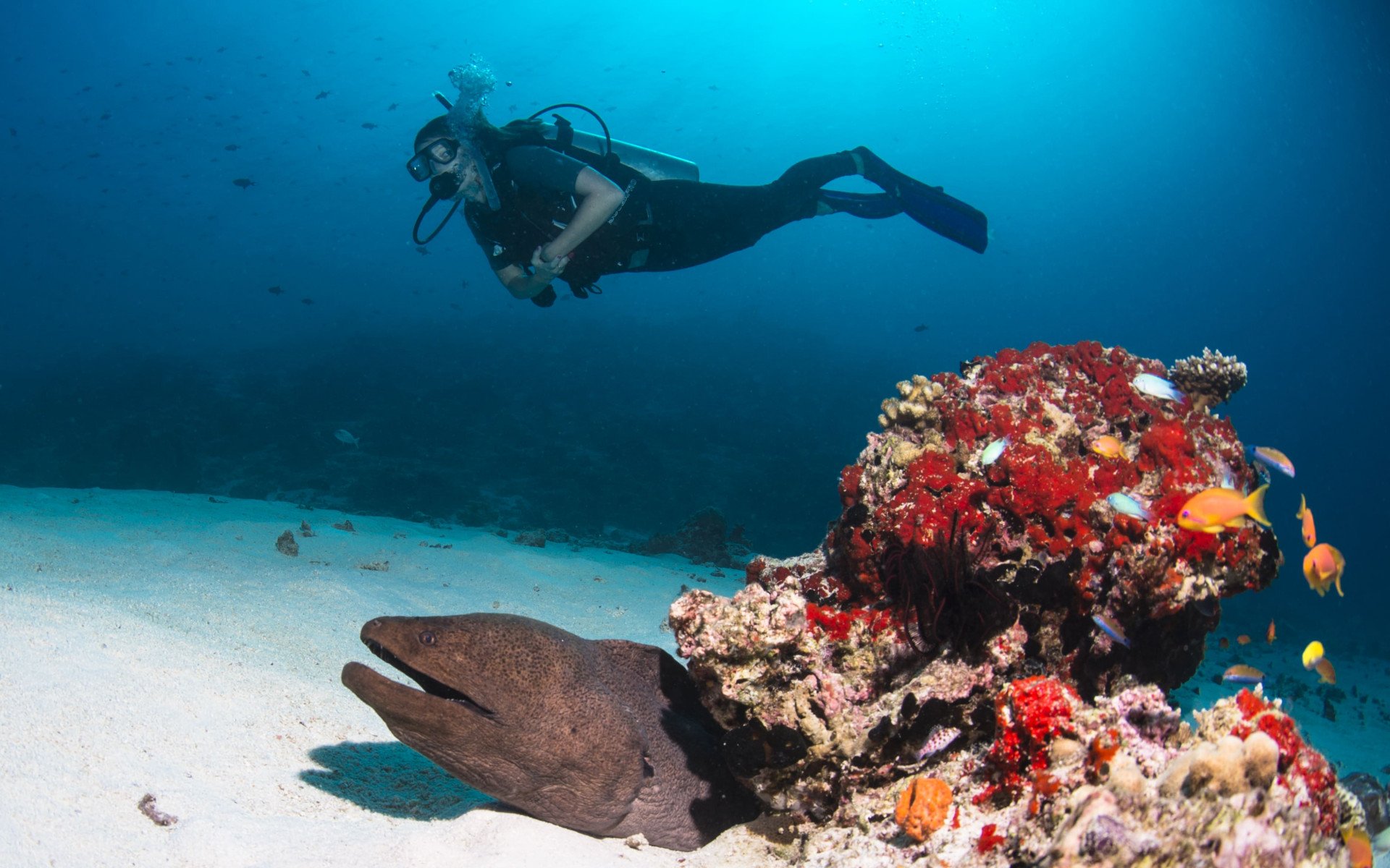 Private Scuba Diving - Single Dive (with Pictures)